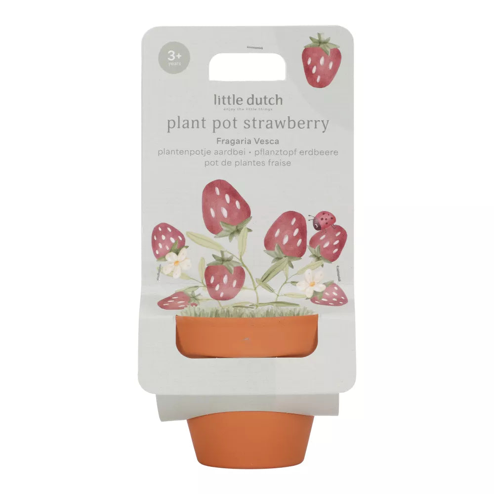 Vasetto con Semi di Fragole Little Dutch